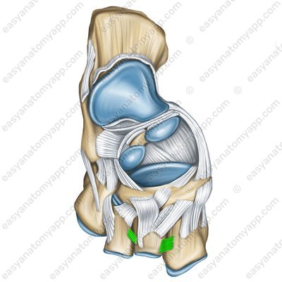 Dorsal intercuneiform ligament – superior view (ligg. intercuneiformia dorsalia)